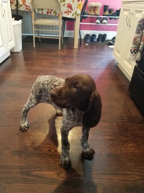  - BELA Cainele meu de vanatoare