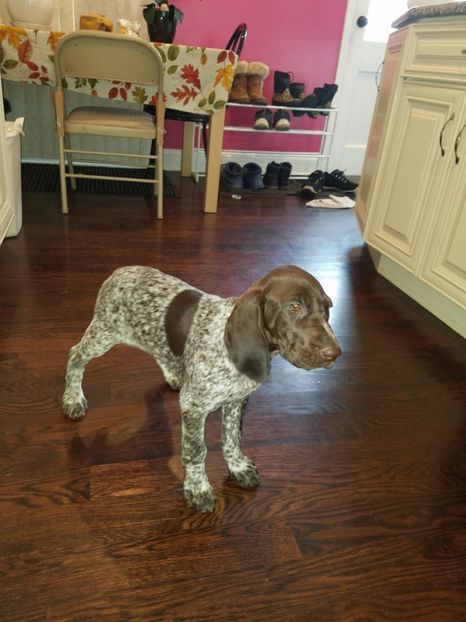  - BELA Cainele meu de vanatoare