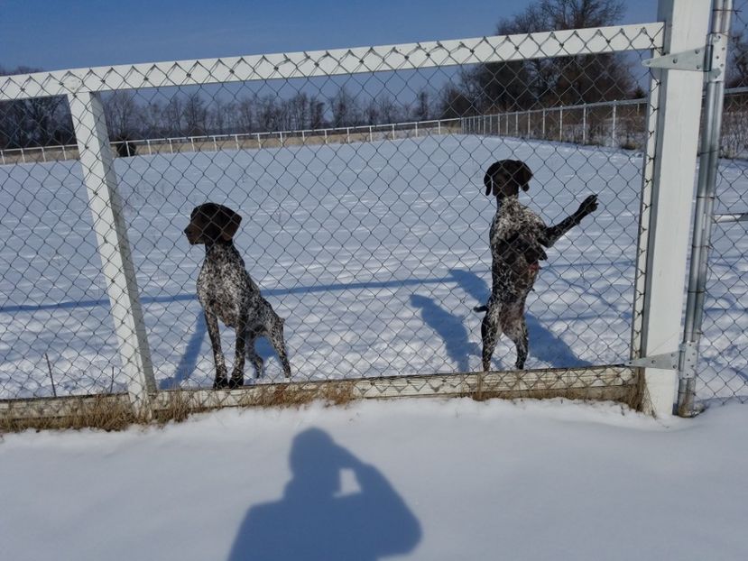  - BELA Cainele meu de vanatoare