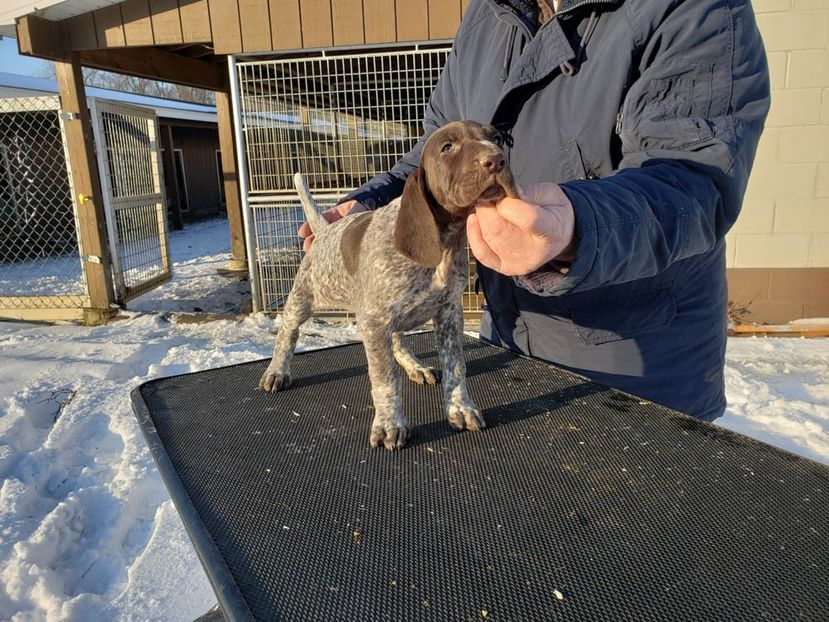 Lola's 4Female 1 - BELA Cainele meu de vanatoare