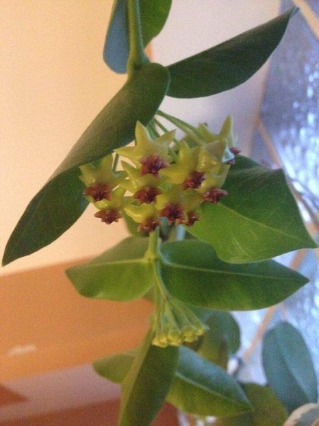 0CD987C8-C07D-46C8-9DD0-7D292A01736A - HOYA