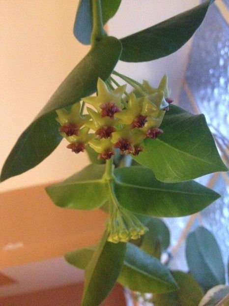 D3CCEED4-70C3-42AD-87C9-B5040AB2B659 - HOYA