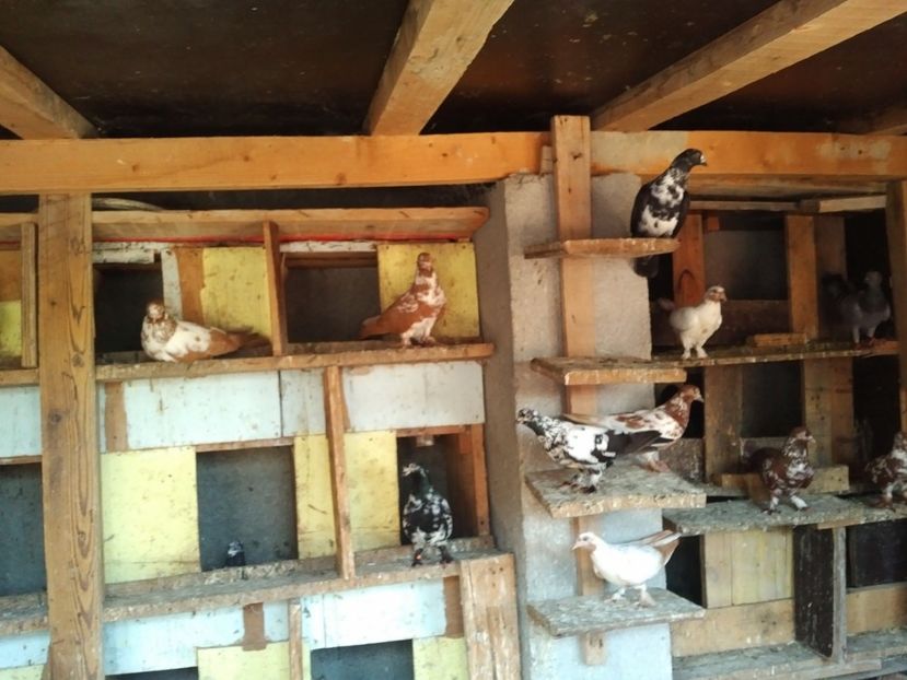  - 1892 Flavius Cosarca