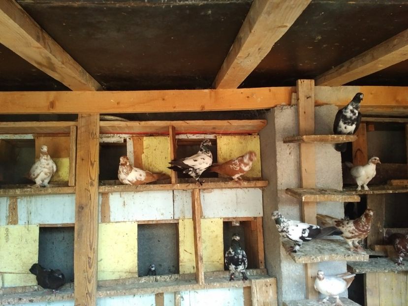  - 1892 Flavius Cosarca