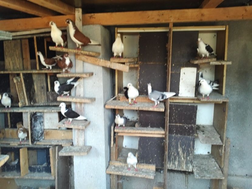  - 1892 Flavius Cosarca