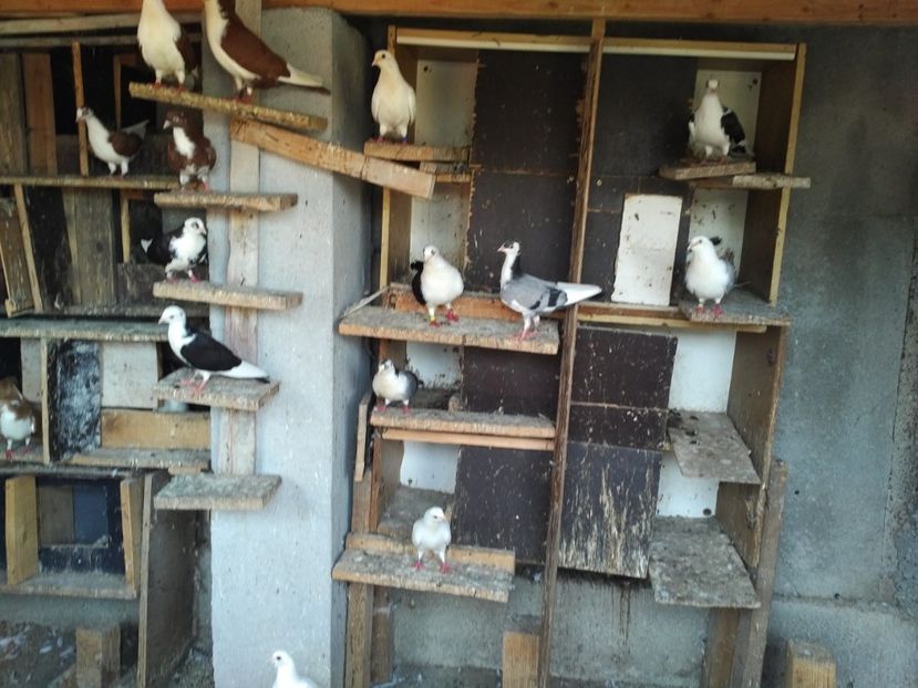  - 1892 Flavius Cosarca