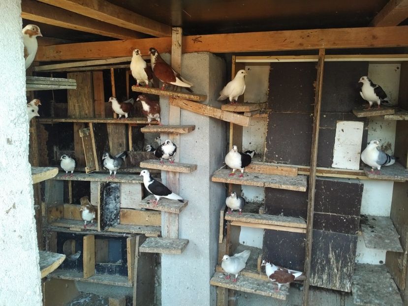  - 1892 Flavius Cosarca