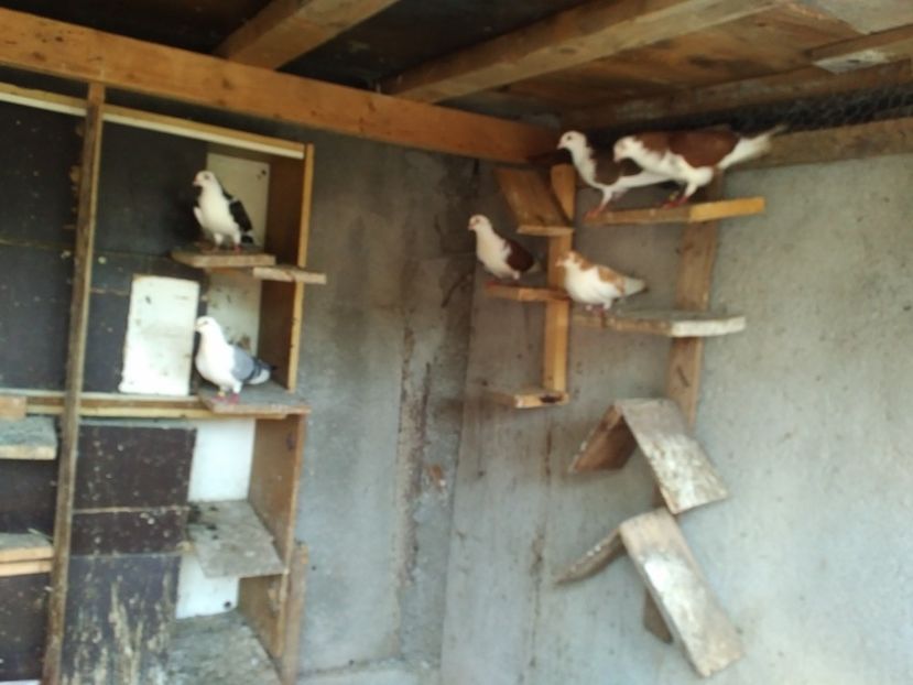  - 1892 Flavius Cosarca