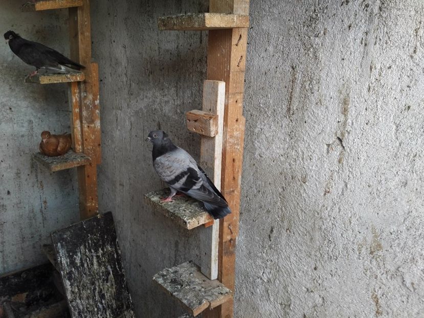  - 1892 Flavius Cosarca