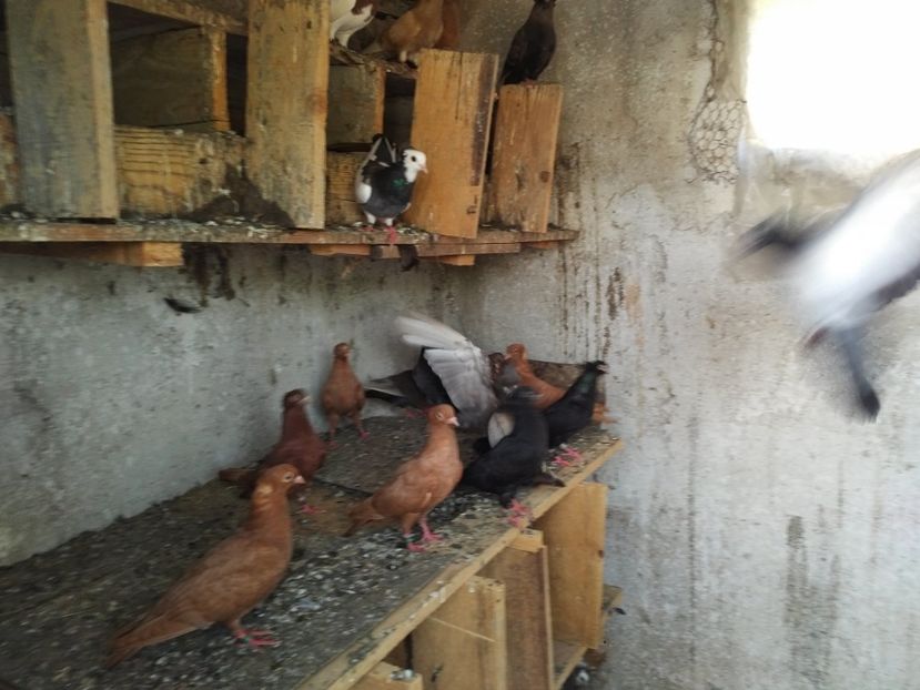  - 1892 Flavius Cosarca