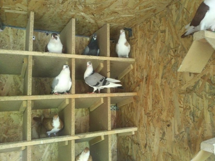  - 1928 Ciprian Stoia