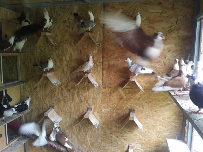  - 1928 Ciprian Stoia