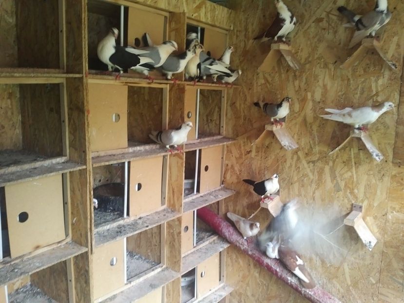  - 1928 Ciprian Stoia