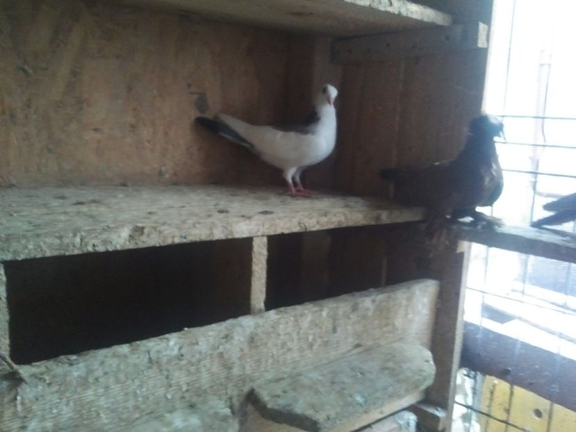  - 1929 Alecsandru Ion