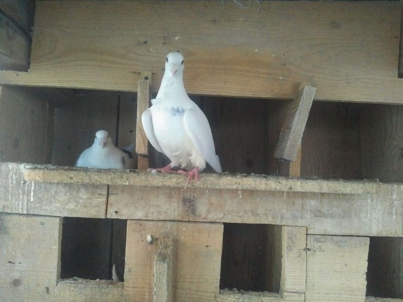  - 1929 Alecsandru Ion