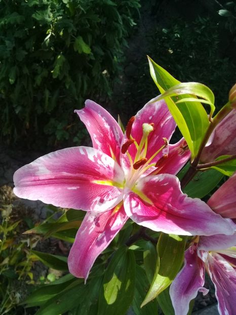  - Crini de gradina 2015- prezent