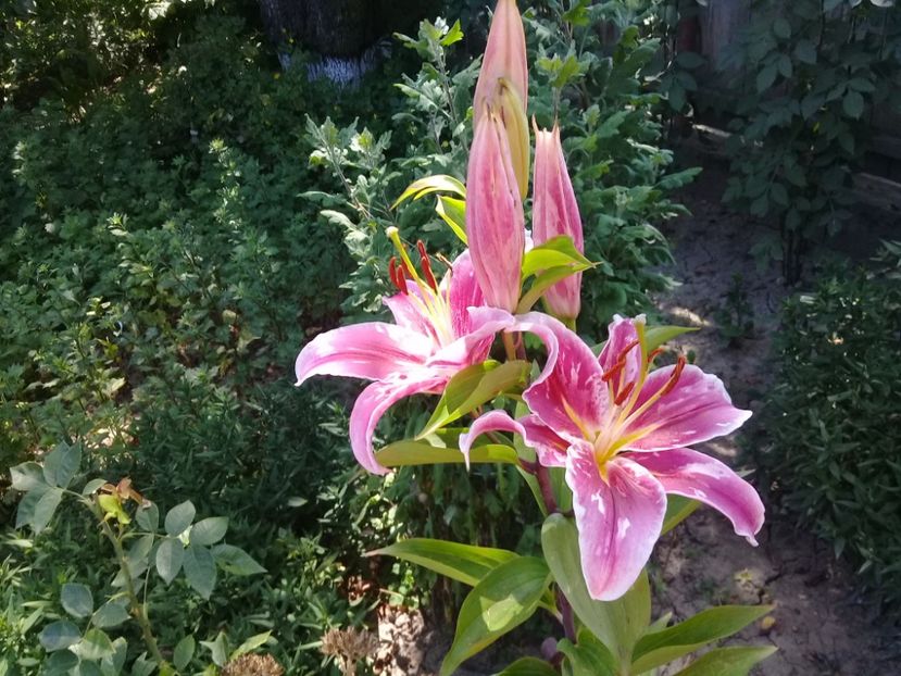  - Crini de gradina 2015- prezent