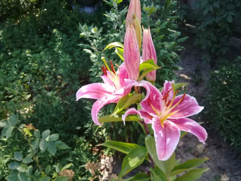  - Crini de gradina 2015- prezent