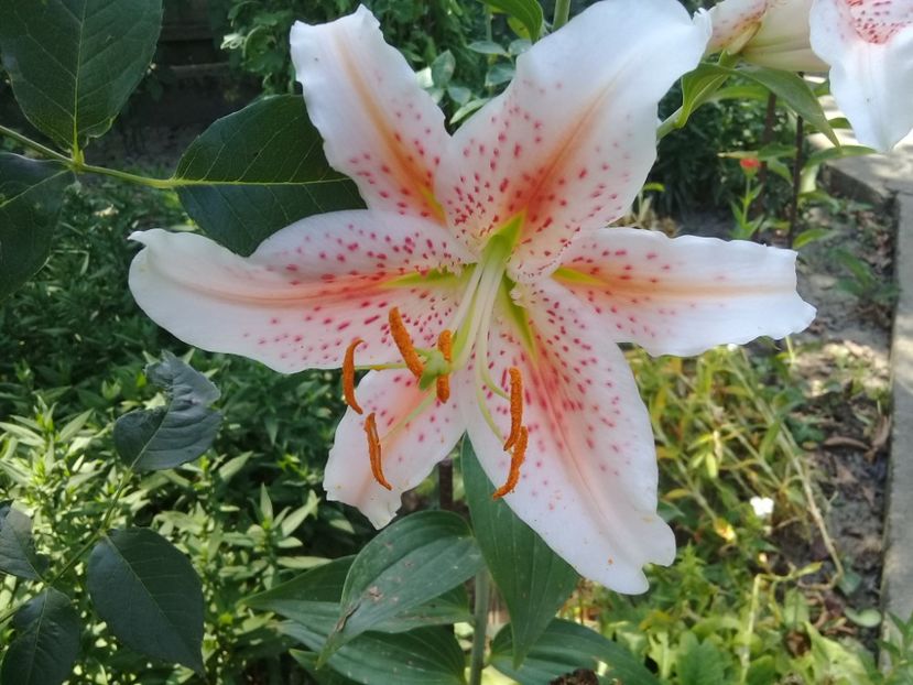  - Crini de gradina 2015- prezent