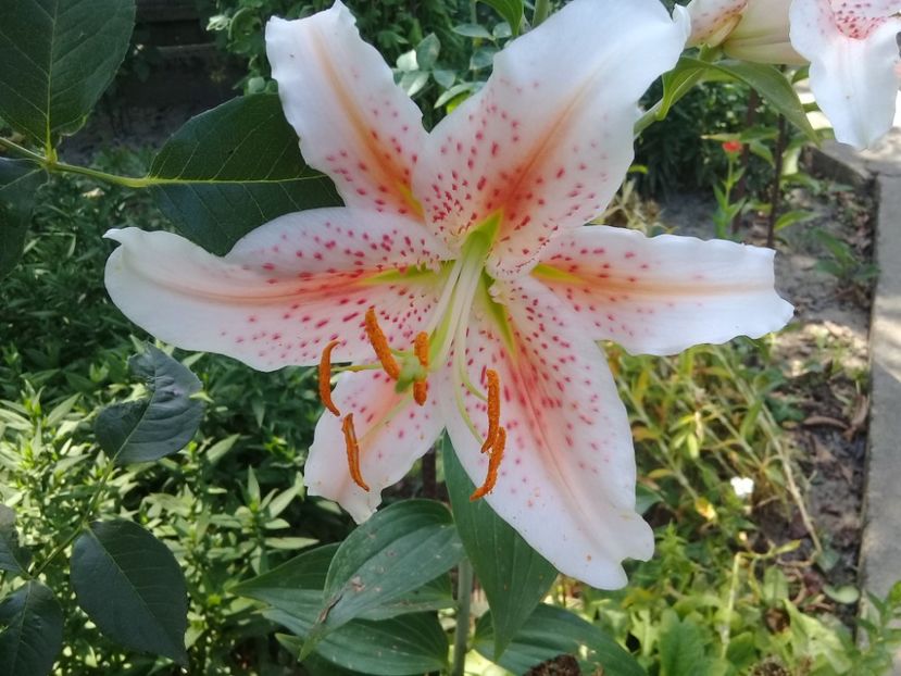  - Crini de gradina 2015- prezent