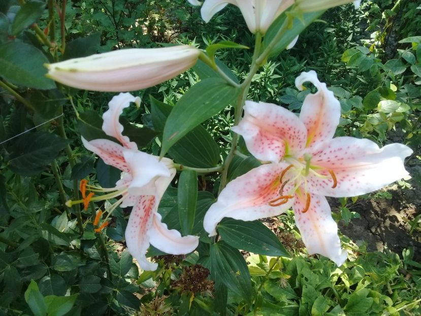  - Crini de gradina 2015- prezent