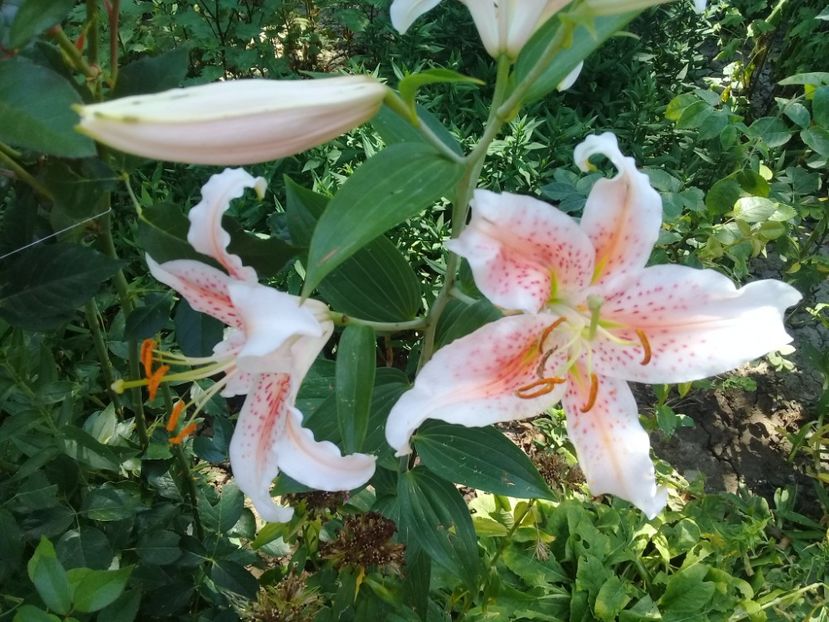  - Crini de gradina 2015- prezent