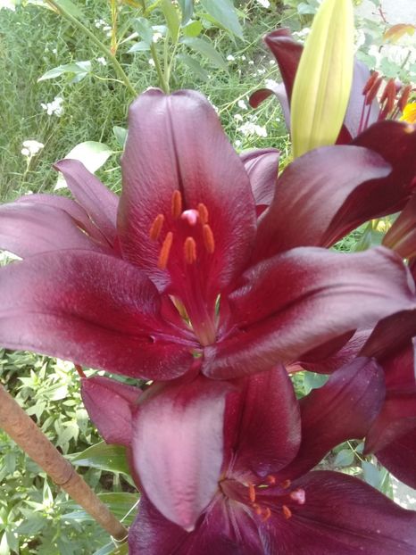  - Crini de gradina 2015- prezent