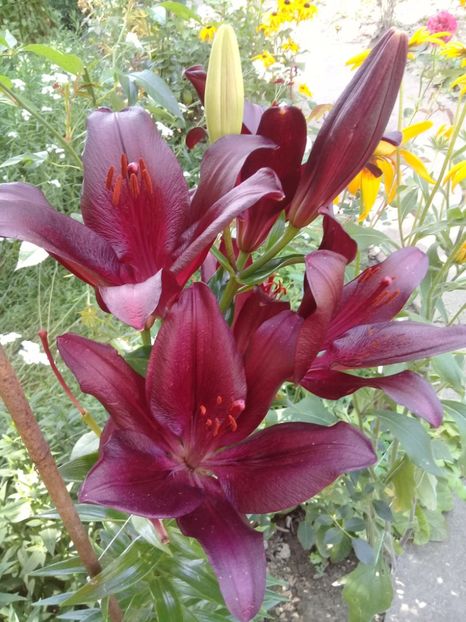  - Crini de gradina 2015- prezent