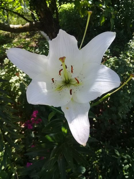  - Crini de gradina 2015- prezent