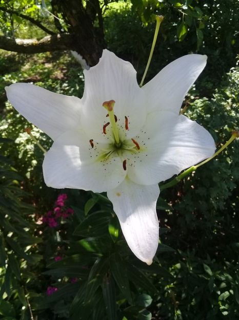  - Crini de gradina 2015- prezent