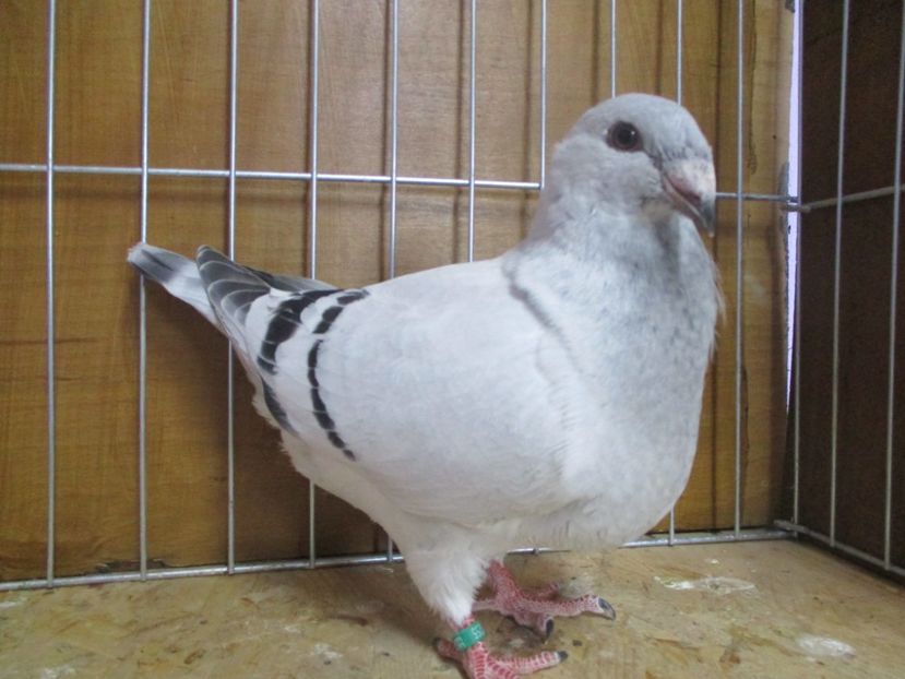 10255-19 - Tineret 2019