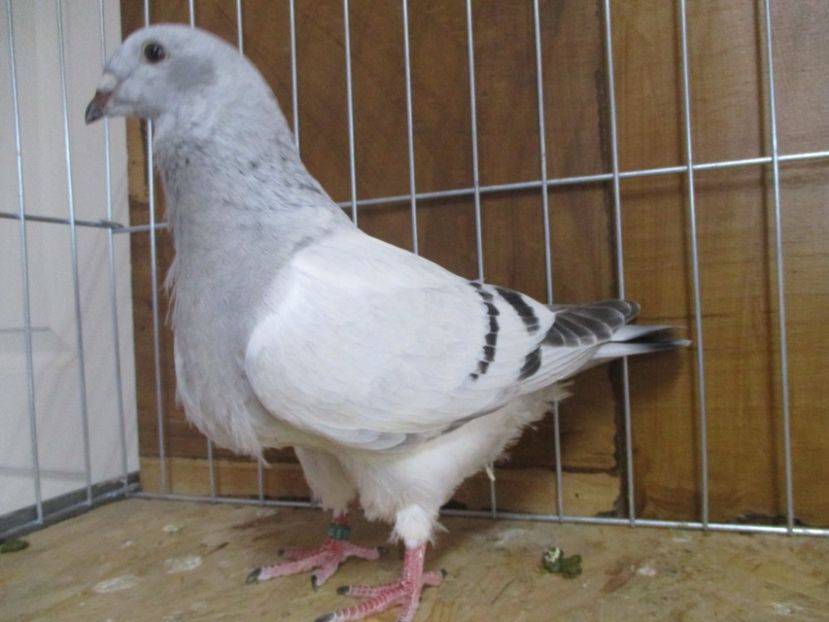 10253-19 - Tineret 2019