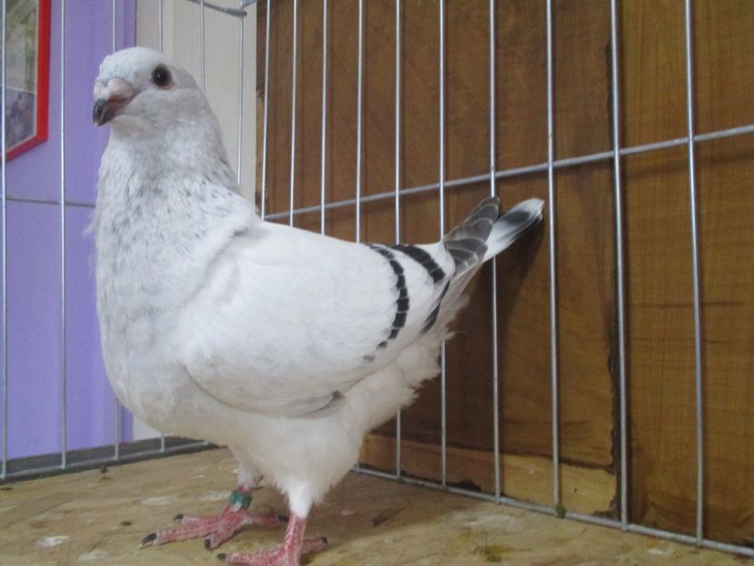 10254-19 - Tineret 2019