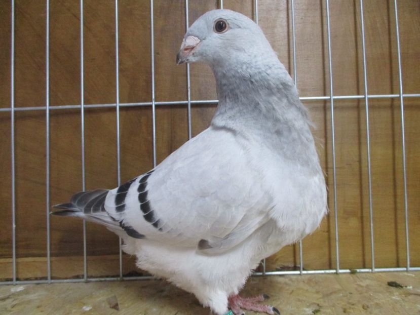 10251-19 - Tineret 2019