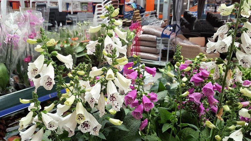 In Dedeman - z Prin oras si prin imprejurimi