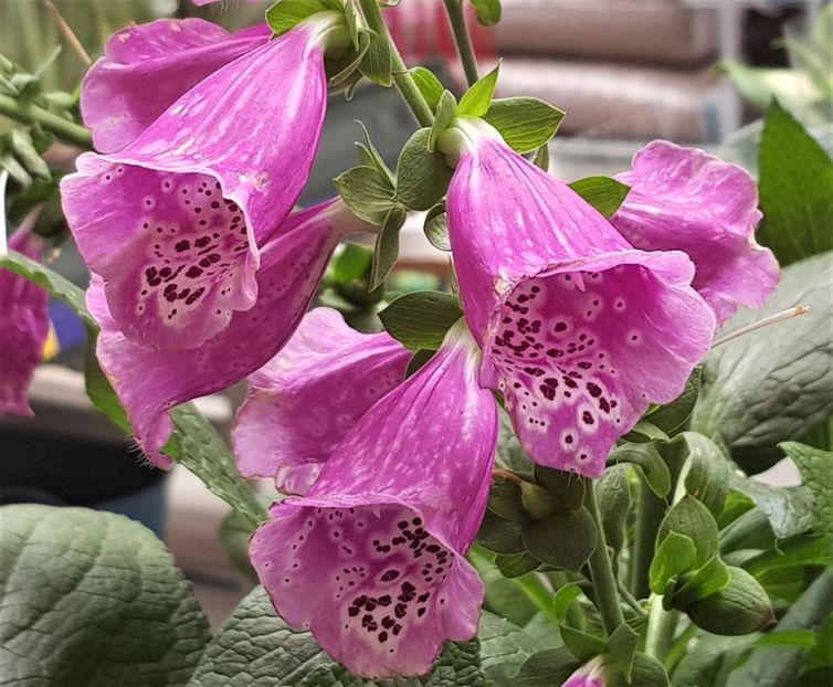  - z Prin oras si prin imprejurimi