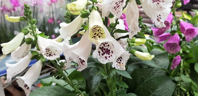  - z Prin oras si prin imprejurimi