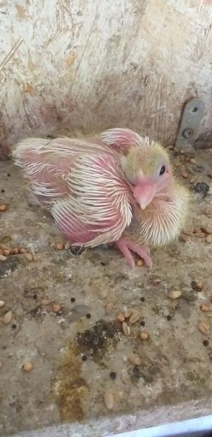 Komarom alb 2019 - Kamaromi 2015-2023