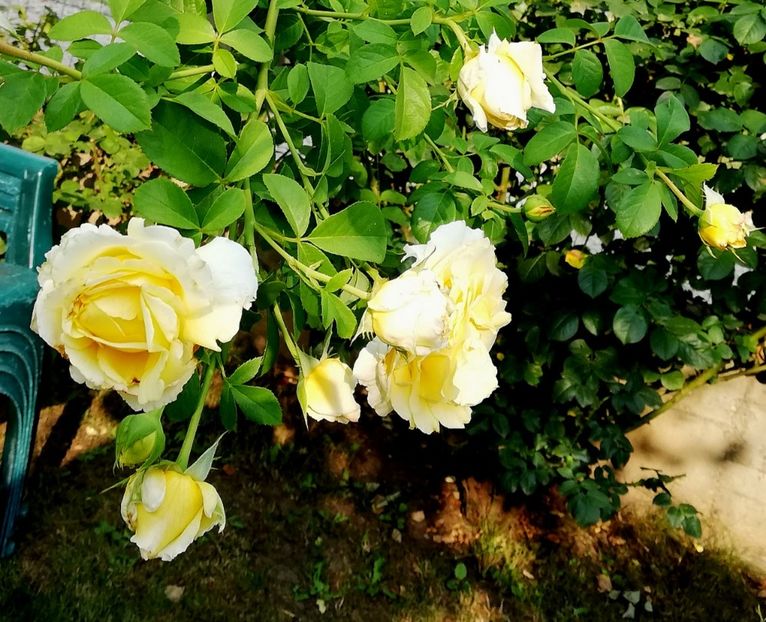  - Cyrano de Bergerac