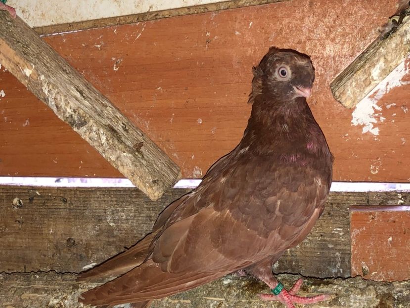 6934  femelă  2019 - Plecați ALBUM 2