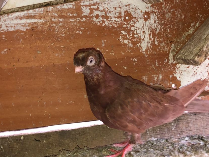 6933  mascul  2019 - Plecați ALBUM 2