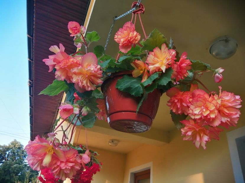  - Begonii curgatoare