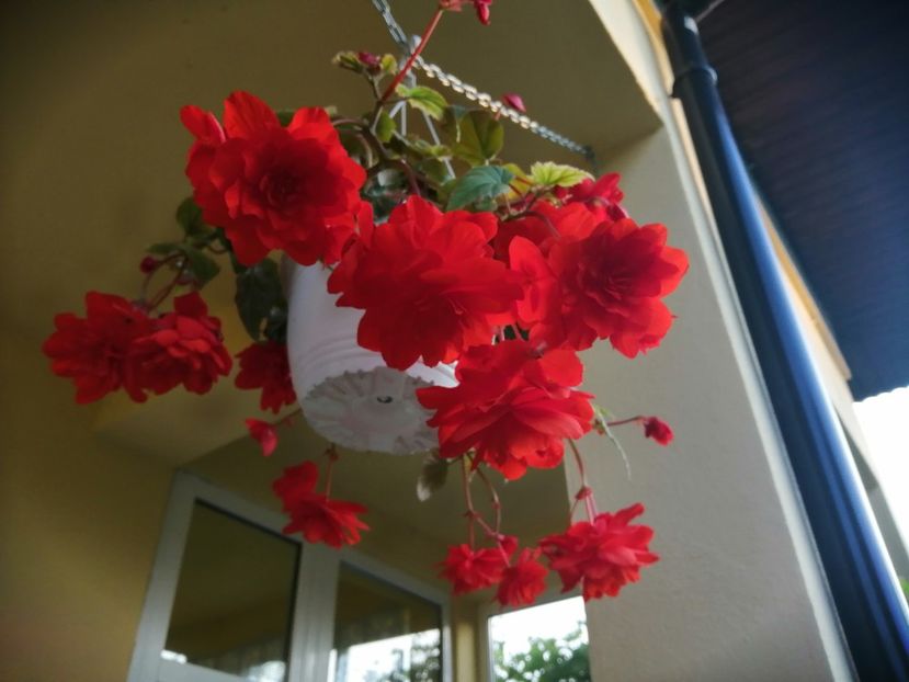  - Begonii curgatoare