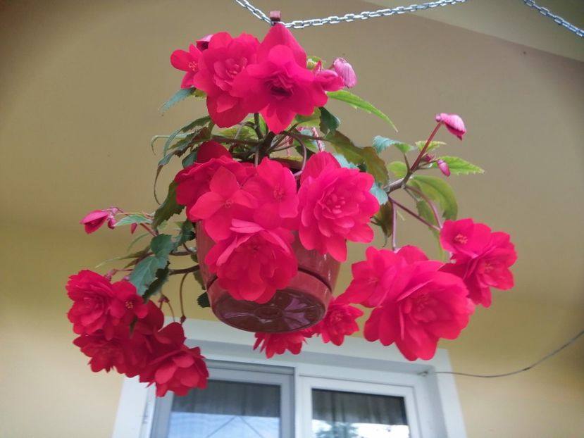  - Begonii curgatoare