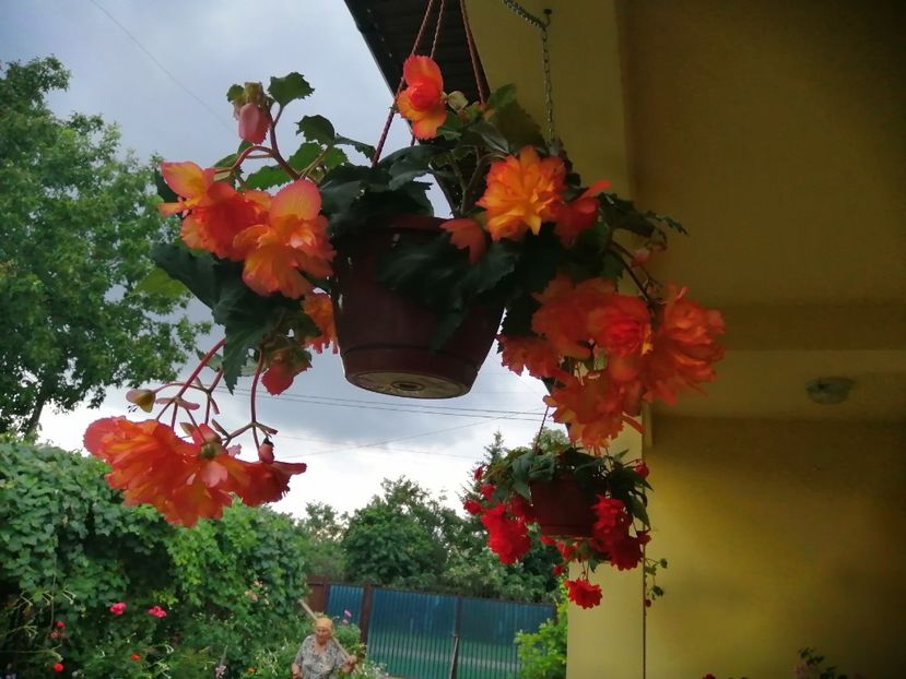  - Begonii curgatoare