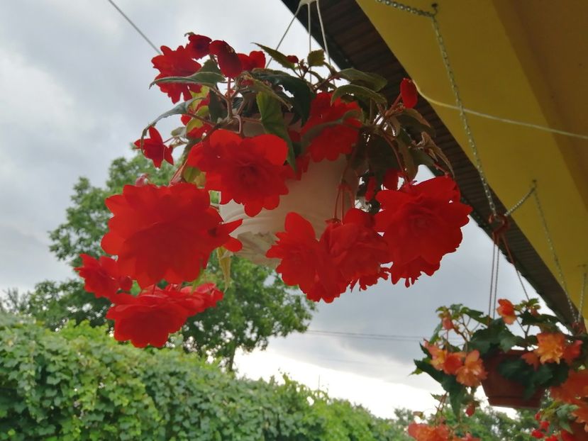  - Begonii curgatoare