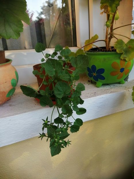  - Frumuseti la casa parinteasca