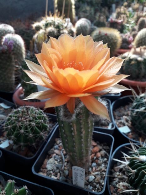 Echinopsis hibrid A61 Aphrodite - Cactusi înfloriti 2019