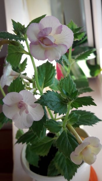 Ivory Queen - 10 Achimenes 2019