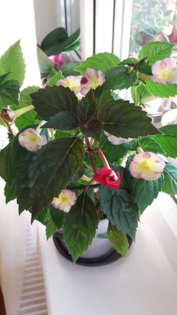 Honey Queen - 10 Achimenes 2019